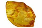 Detailed Fossil Daddy Long-leg and Ant in Baltic Amber #166201-4